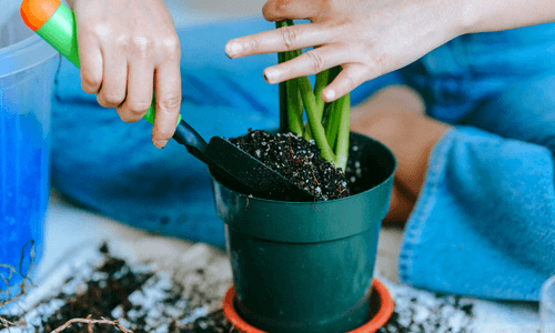 Plantando horta orgânica