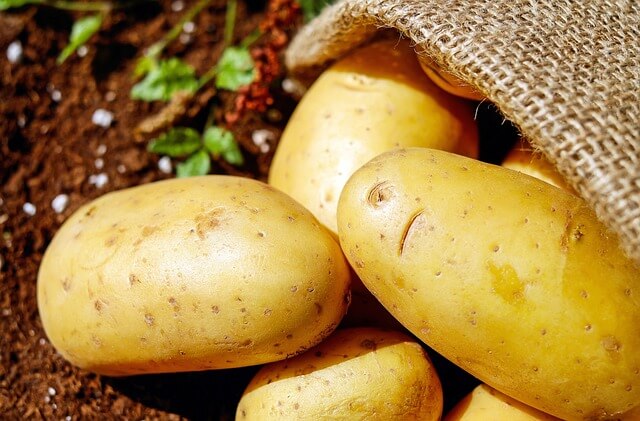 Batatas orgânicas colhidas da terra