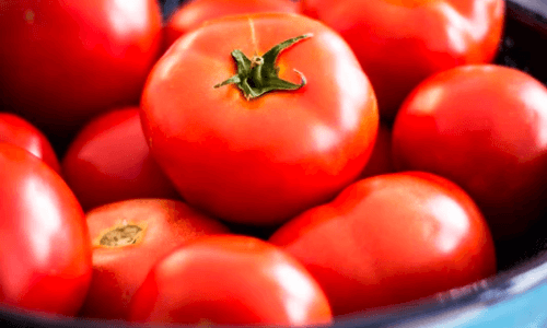 alimentação tomates orgânicos