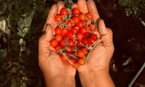 produto da agricultura orgânica